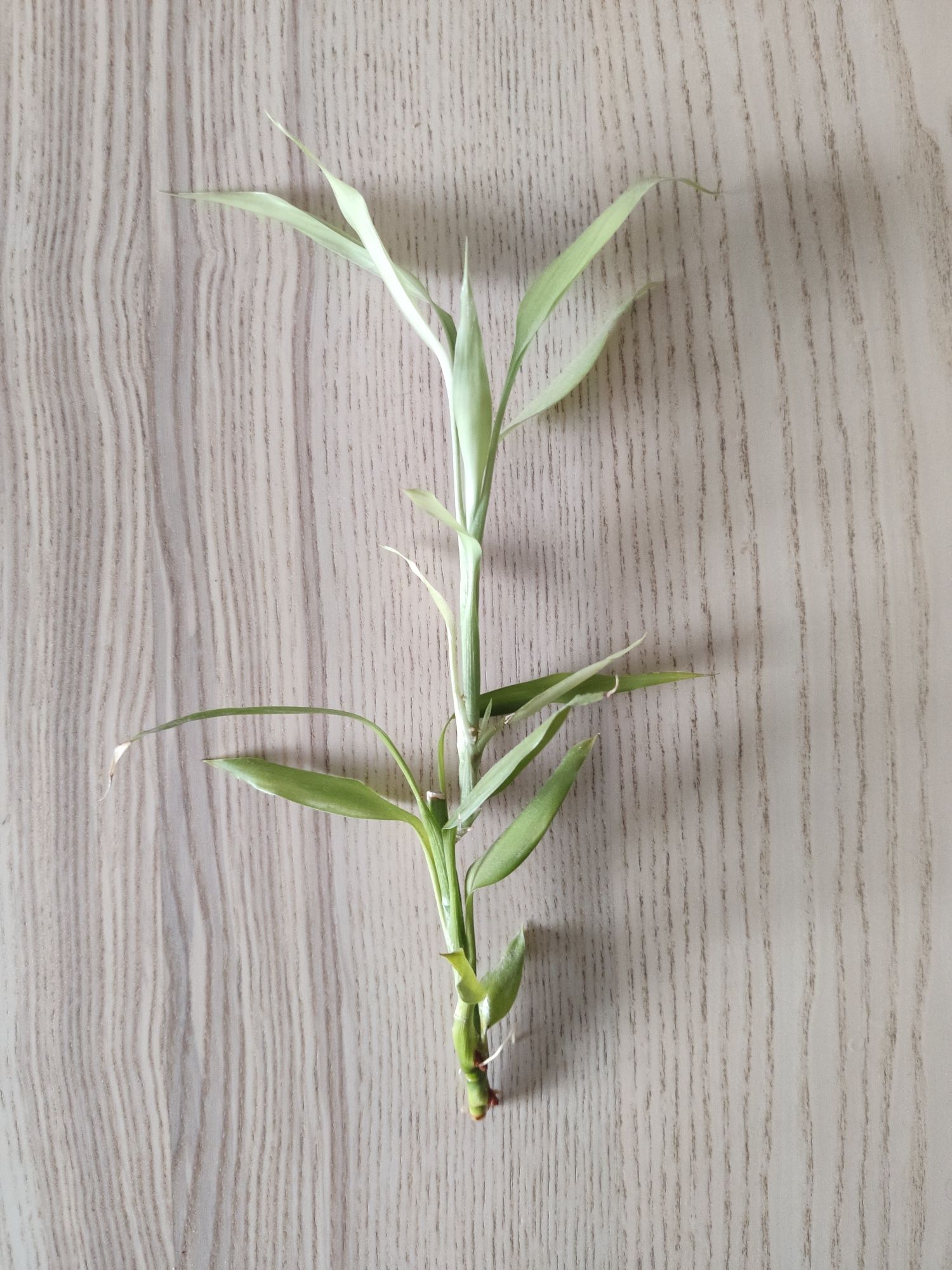 Zamienię opuncje, dracenę lucky bamboo i aglaonemę