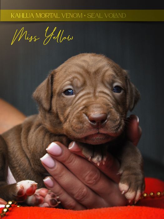 Элитные щенки американського питбультерьера, пит, пітбуль,АПБТ