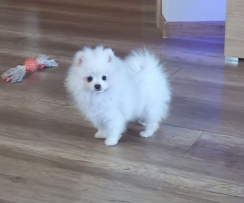 Szpic miniaturowy pomeranian