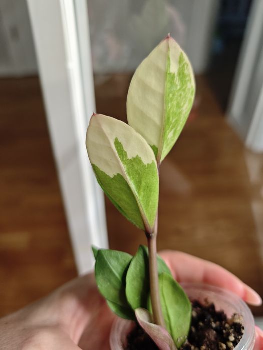 Zamioculcas variegata