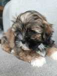 Piękne Piesek Shih tzu