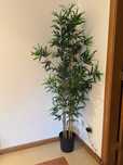 Planta decorativa