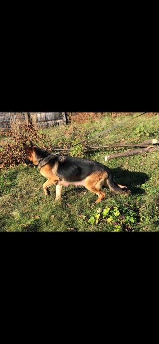 Цуценята німецької вівчарки