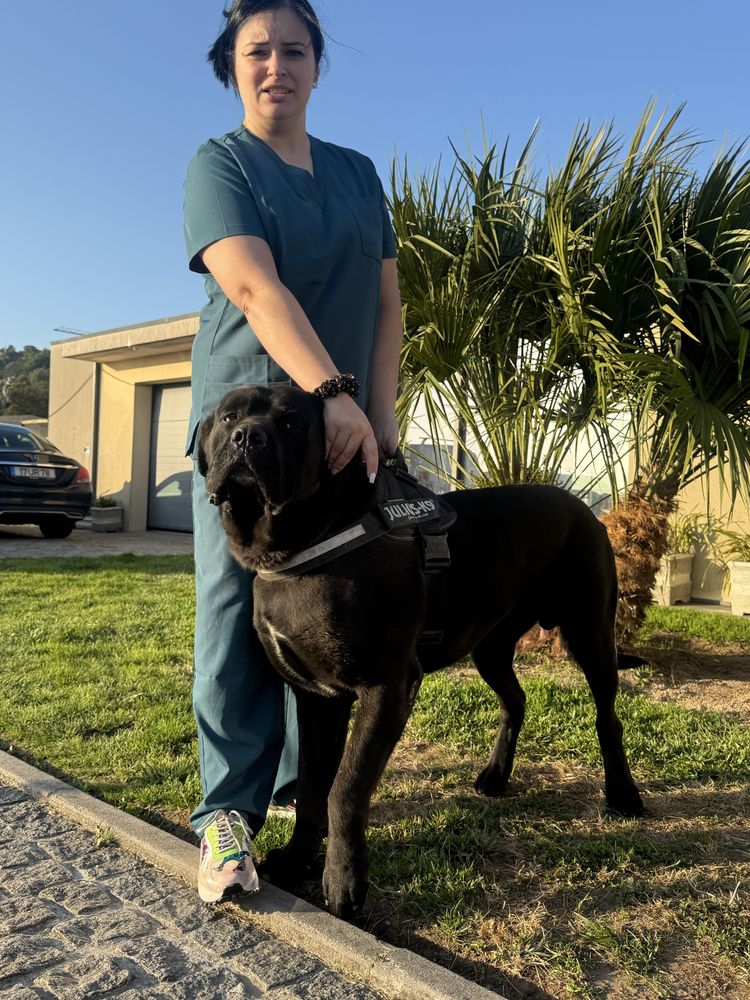 Cane Corso Italiano com LOP e afixo