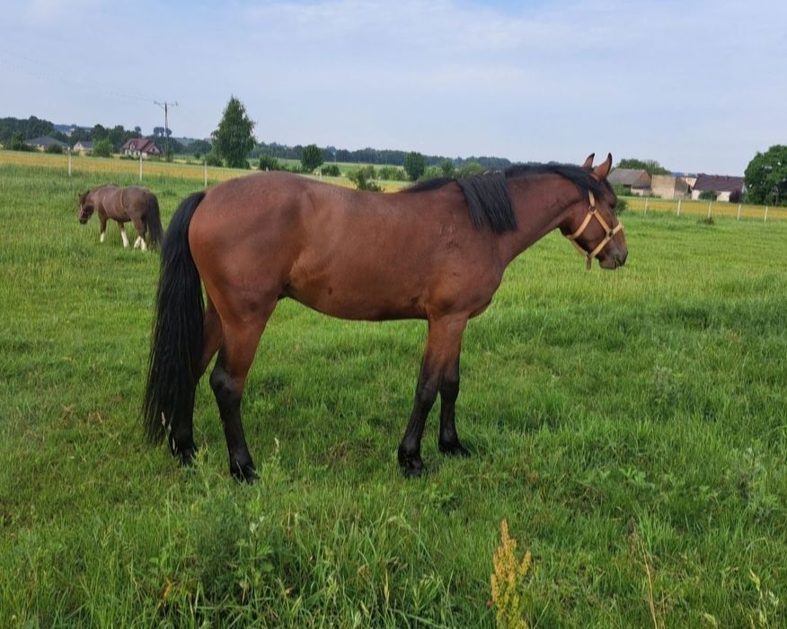 Wałach 3 lata dziadek Comme IL FAUT
