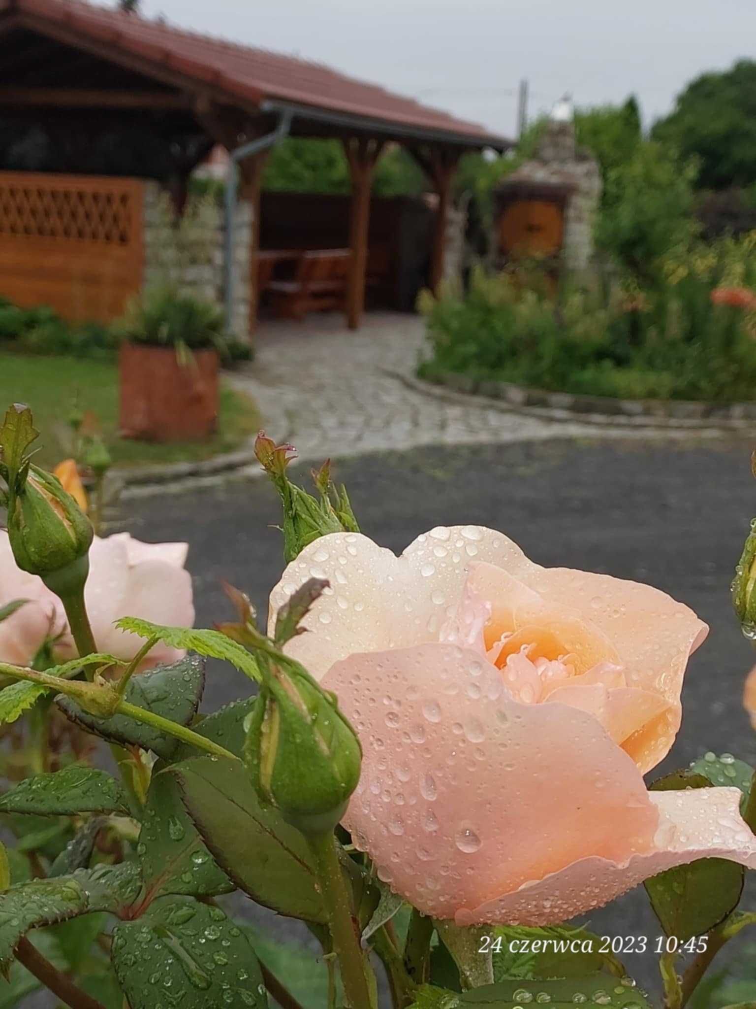 Pokój+Kuchnia+Łazienka na wyłączność. Parking+Monitoring+Ogród