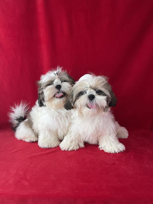 Мальчики красавчики ши-тцу