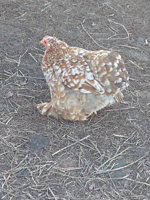 Kury kochin i liliputy,koguty czubatki