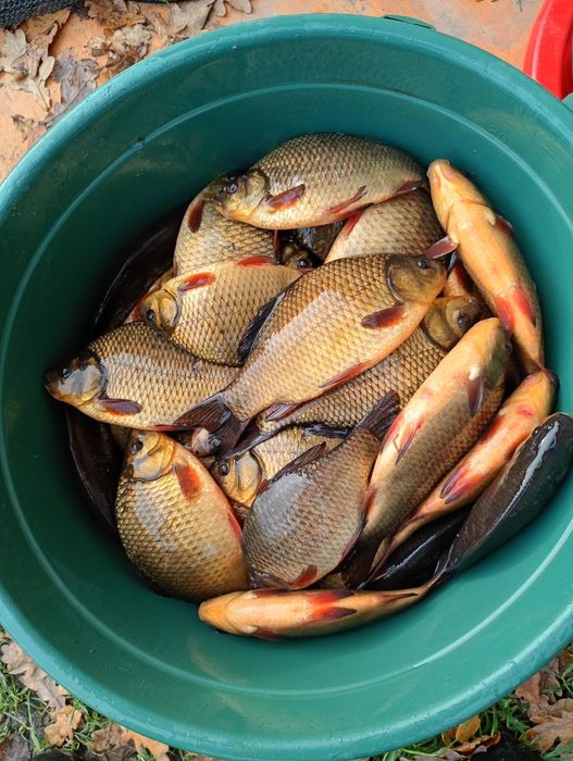 Karaś pospolita złota 18-20cm  Dostępny Jesiotr, karp