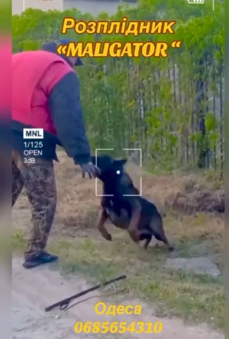 Щенки Малинуа рабочего разведения  Бельгийская Овчарка