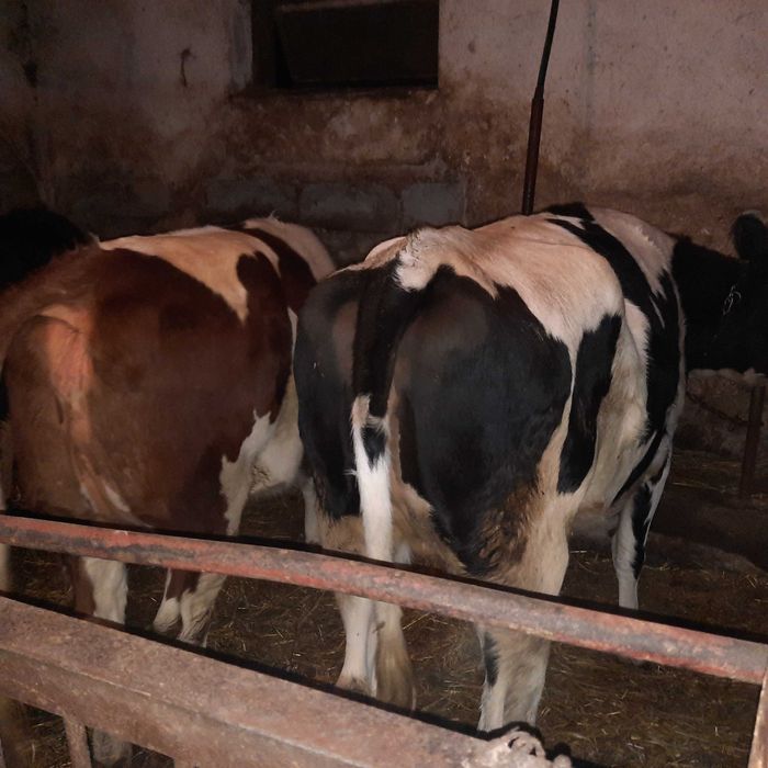 Sprzedam 2 jałowki cielne