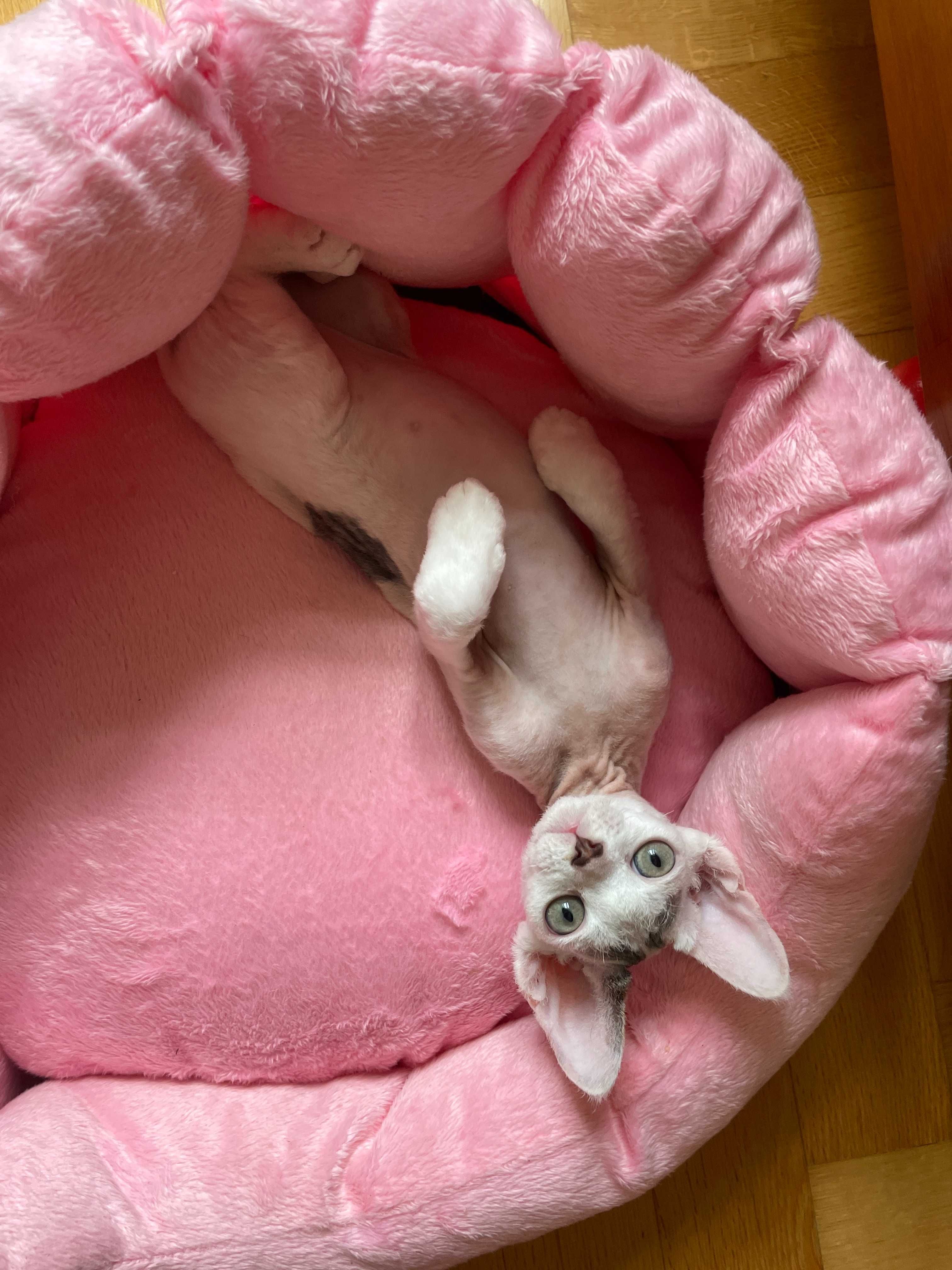 Devon Rex chłopiec