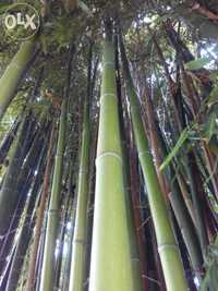 Canas da Índia bambu