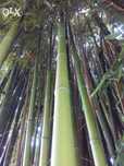 Canas da Índia bambu