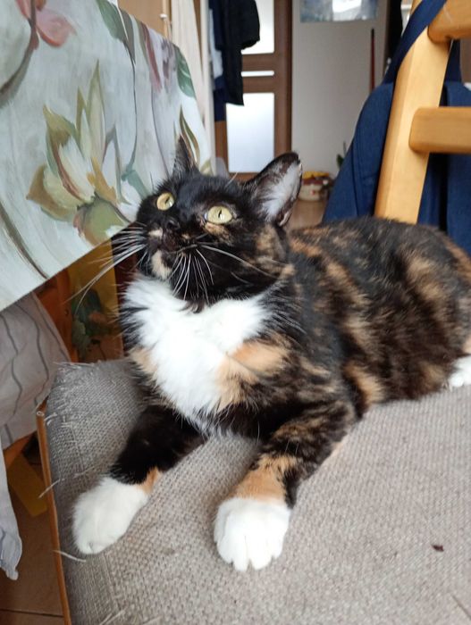 Szylkretowa kotka z Lublina do adopcji