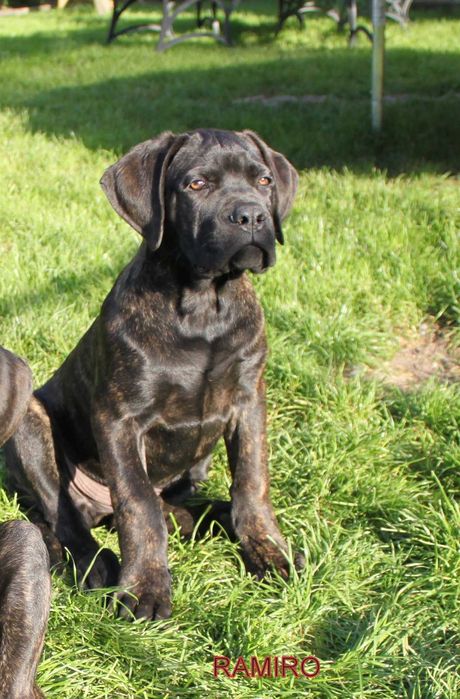 Cane Corso rod FCI RAMIRO bardzo rokujący wystawowo, piękny wyraz