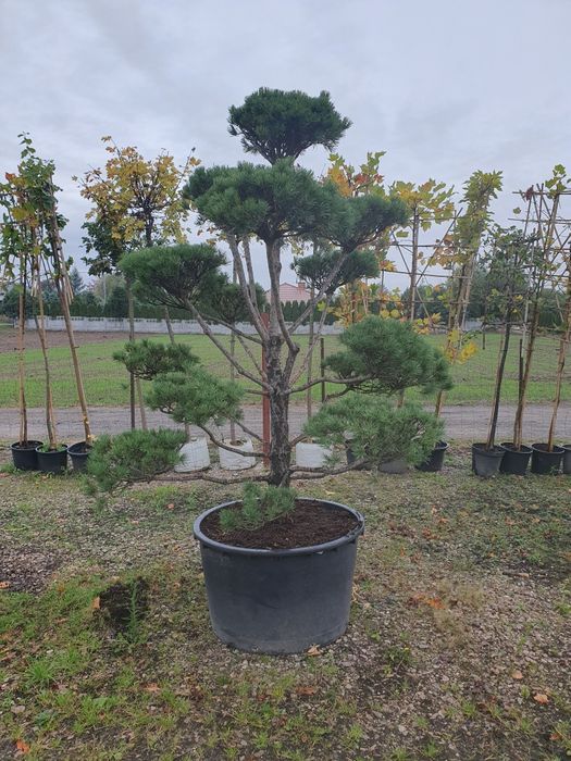 Bonsai z sosny Norks Tip