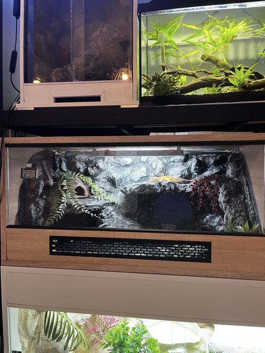 Terrarium 80x40x40cm wraz z gekonem lamparcim samcem