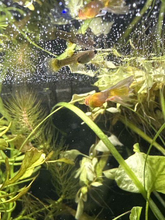 Gupiki pawie oczka/endlery/mix odmian