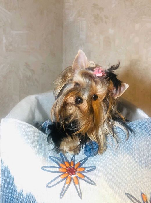 Підліток Ketty йорк стандарт для поціновувачів породи