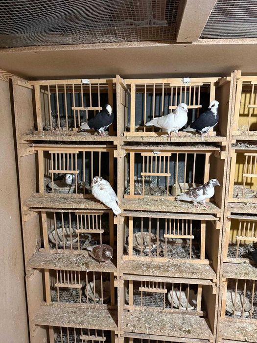 Sprzedam gołębie kumru kumru