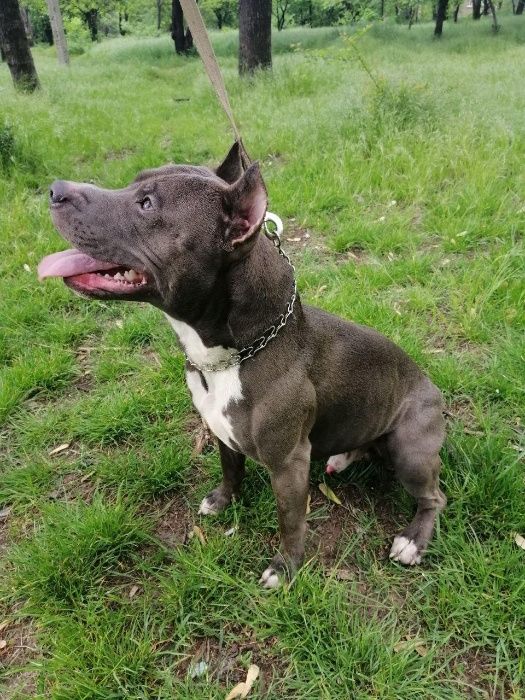 Пітбуль шукає дівчинку для в'язки