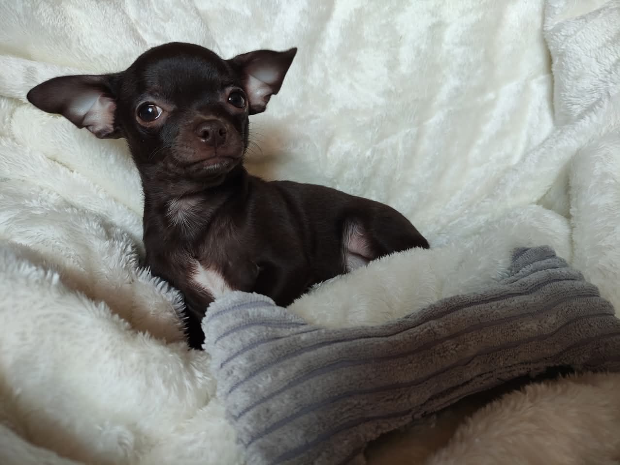 Cudny malutki piesek Chihuahua gorzka czekolada. GOTOWY DO ODBIORU.