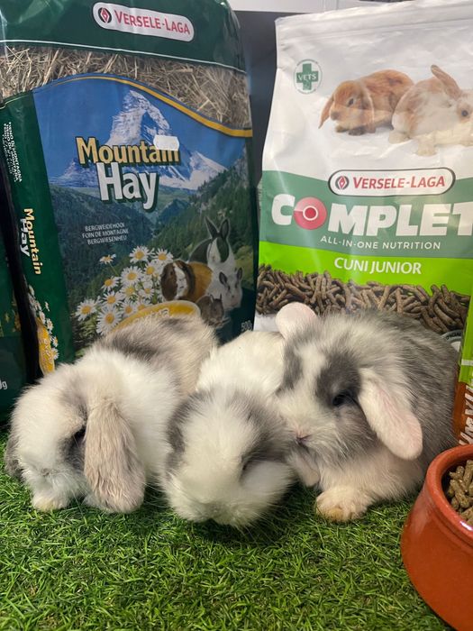 Coelho Anão varias cores Belier e Mini Lop - LOJA !!