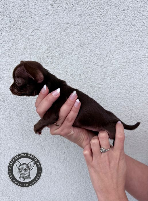 Malutka chihuahua krotkowlosa czekoladowa