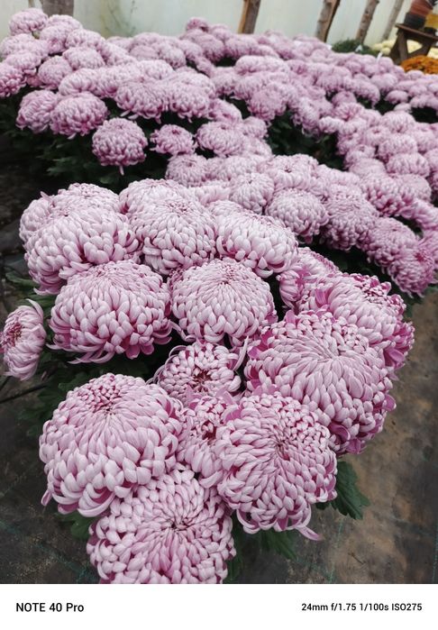 Chryzantemy sterówka