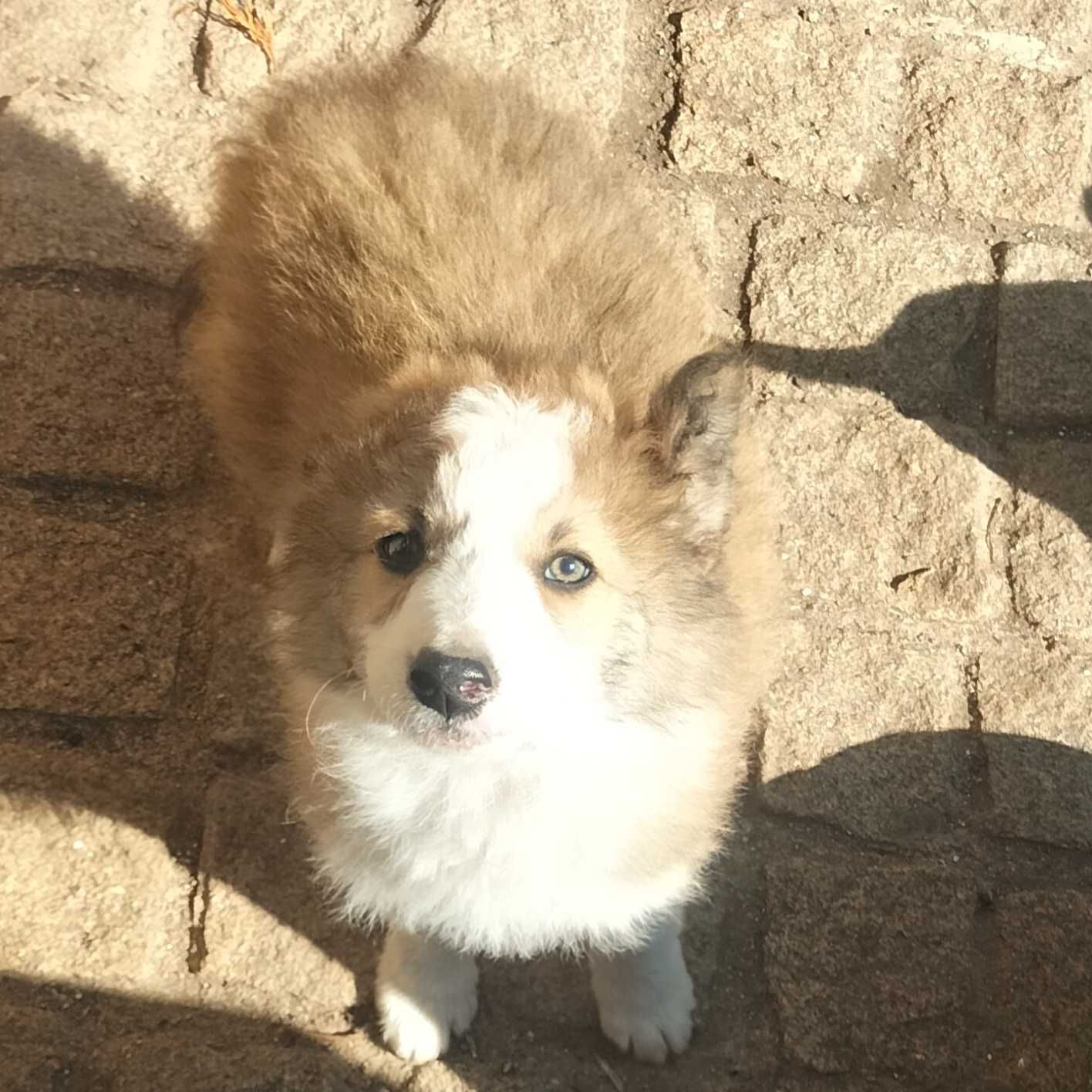 Border collie fêmea bicolor