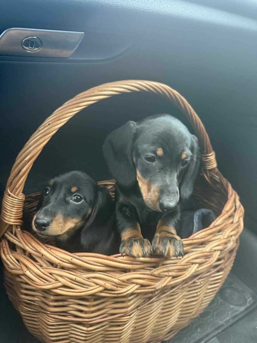 Jamnik krótkowłosy piesek