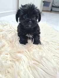 Black Yorkshire terrier mini