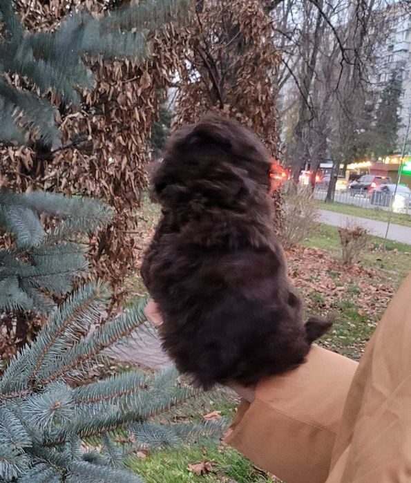 Чарівний та супер милий хлопчик коричневого Той пуделя з Києва