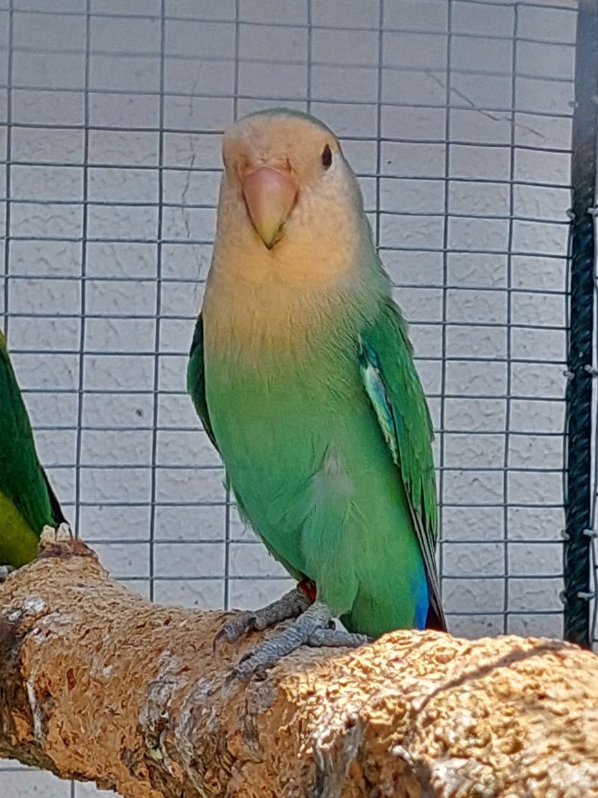 Agapornis roseicollis longfeather 2024