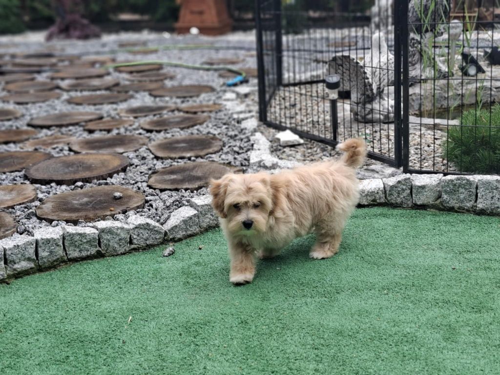 Suczka maltipoo z metryką