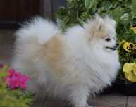 Pomeranian suczka particolor - MALUTKA