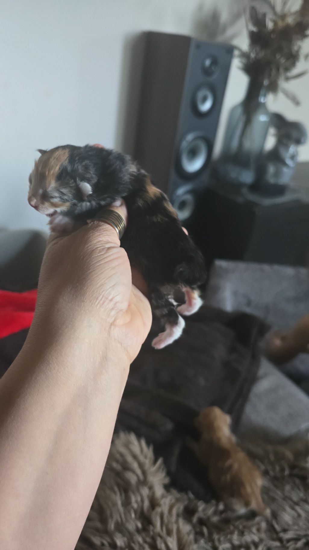 Kurylski bobtail  kot bez ogona, dla indywidualisty