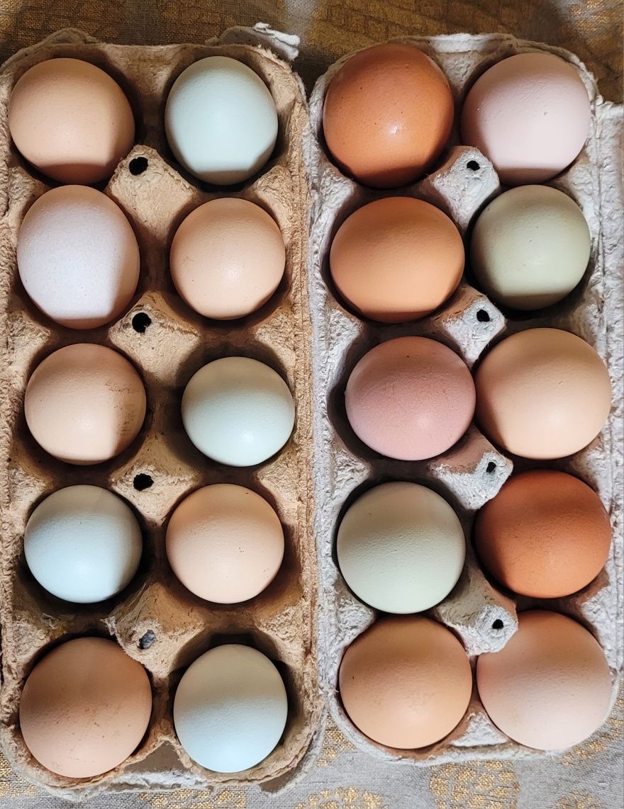 Яйца домашних кур. ХТЗ