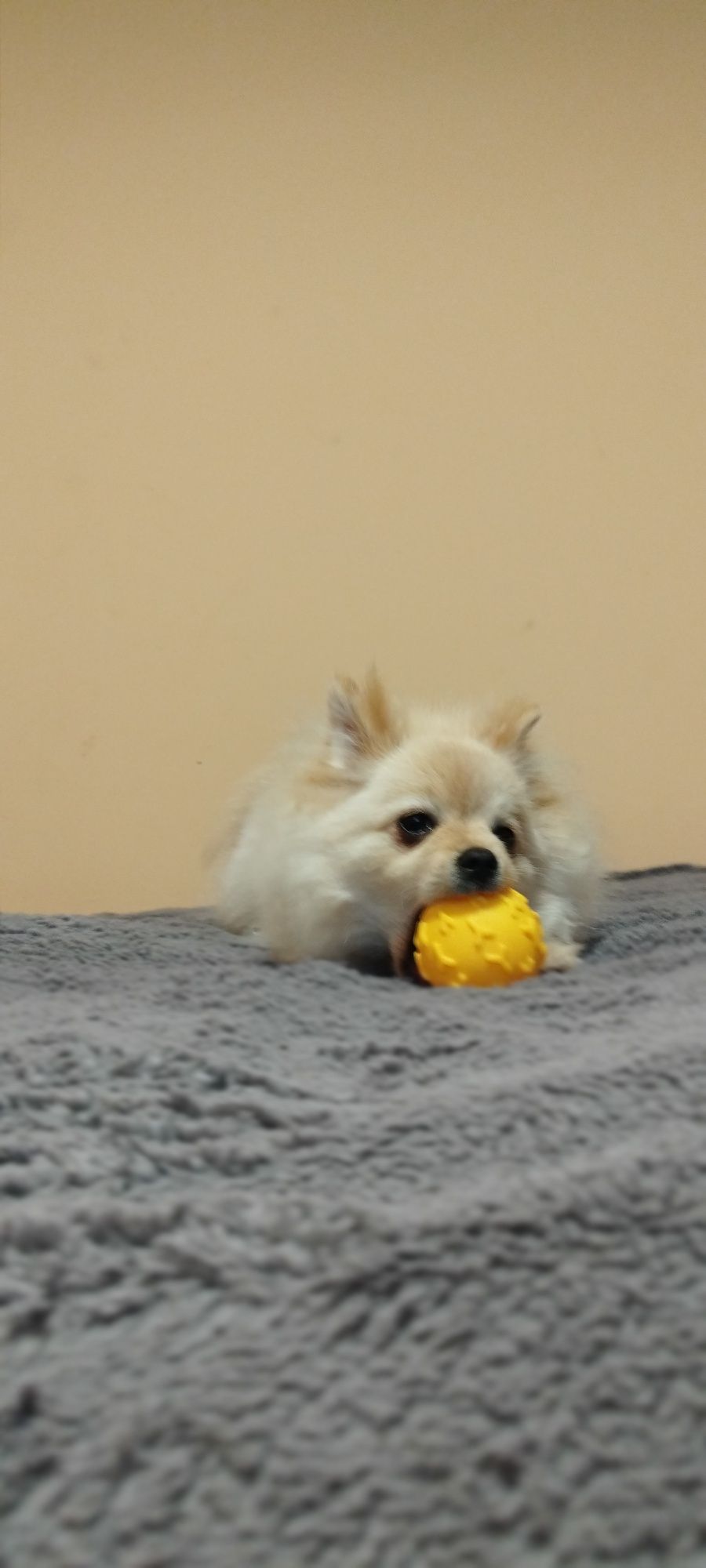 Szpic miniaturowy pomeranian chłopiec samiec