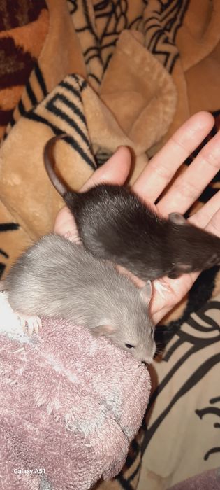 Крысята Дамбо красивого окраса. Рекс