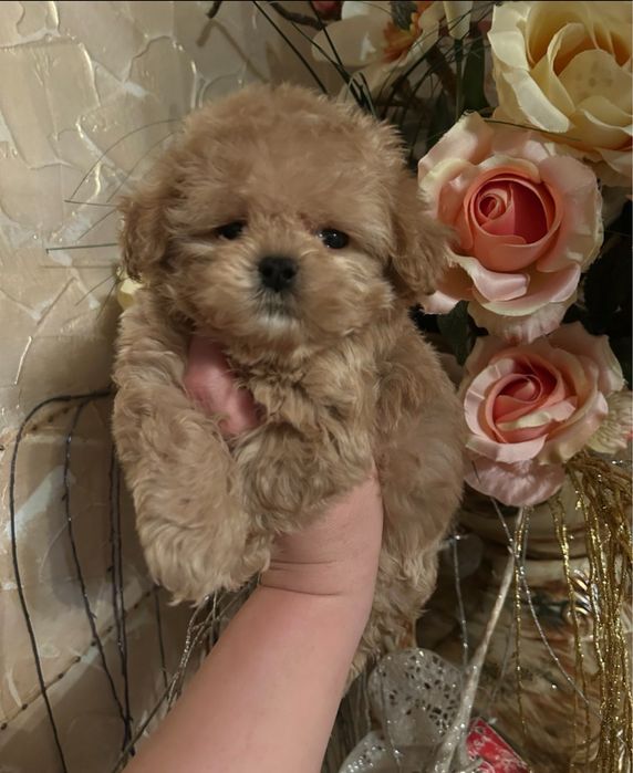 Супер мини мальтипу пудель