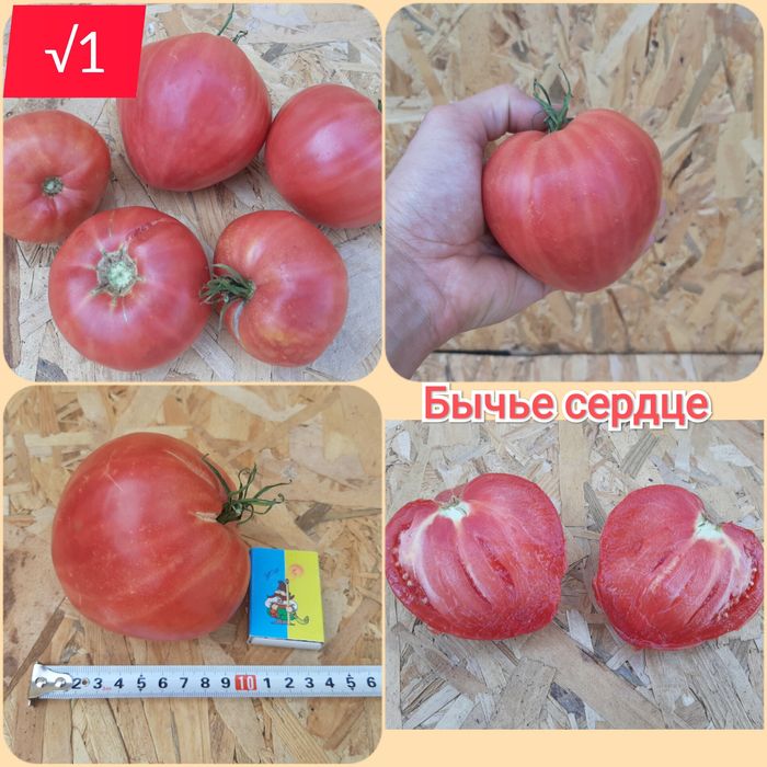 Семена помидор,перец,тыква,дыня,рукола