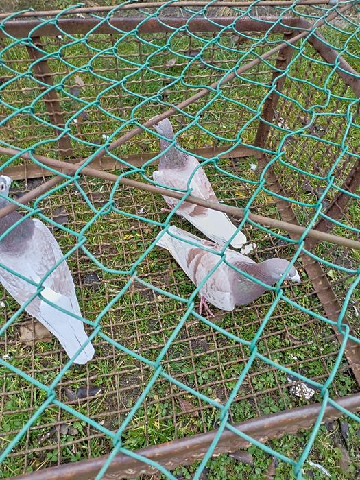 Sprzedam gołębie pocztowe