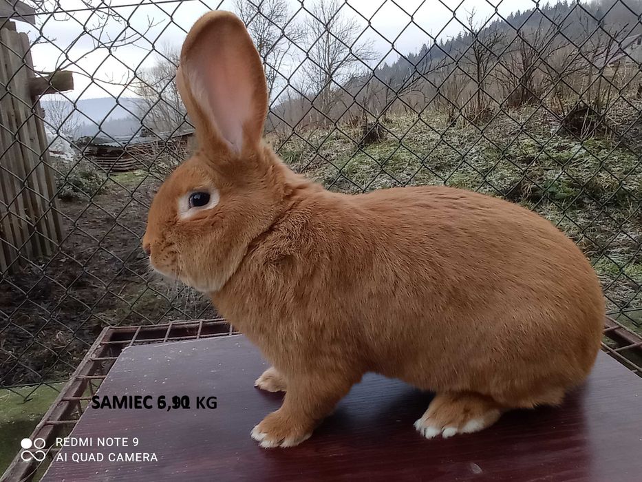 Samce Burgundy , burgundzkie 6kg  +/-