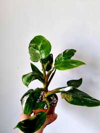 Philodendron Princess White