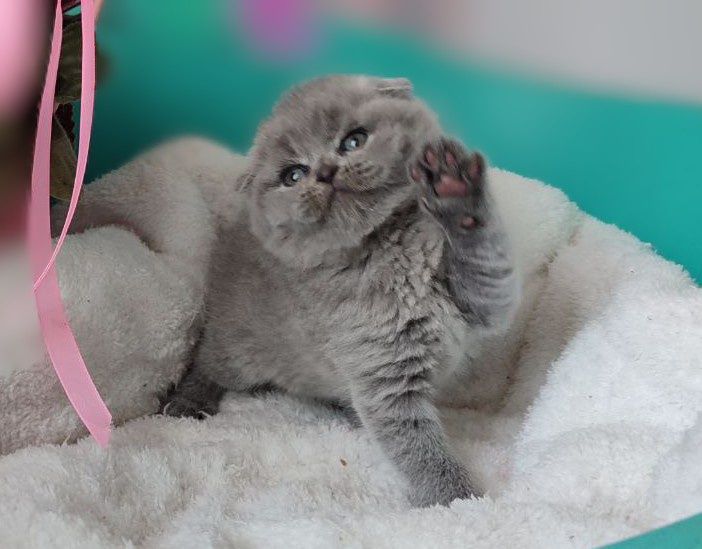 Лялькова шотландська висловуха дівчинка