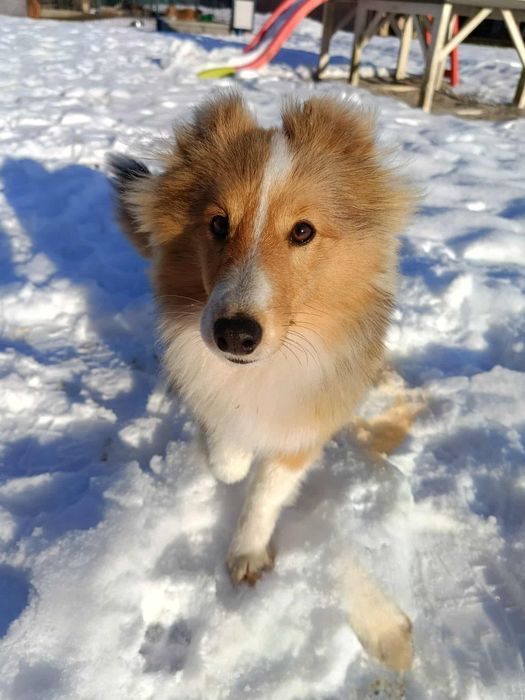 Owczarek szetlandzki szczeniak FCI