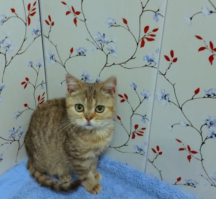 Шотландський полосатый котик,