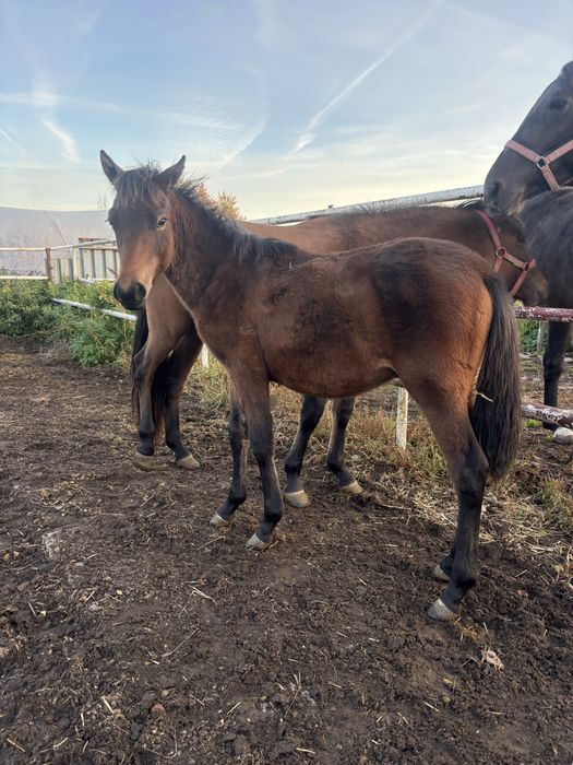 Zamienie na alpaki lub sprzedam